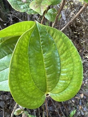Smilax melastomifolia