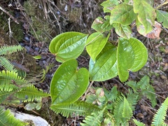 Smilax melastomifolia