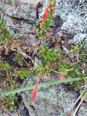 Epilobium canum