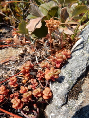 Sedum divergens