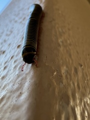 Anadenobolus monilicornis