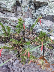 Epilobium canum