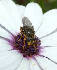 Asemosyrphus mexicanus