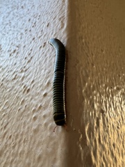 Anadenobolus monilicornis