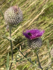 Cirsium decussatum