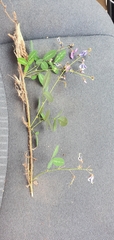 Desmodium batocaulon
