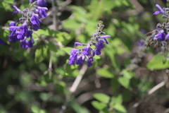 Salvia melissodora