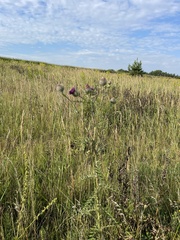 Cirsium decussatum