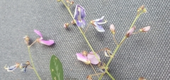 Desmodium batocaulon