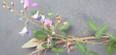 Desmodium batocaulon
