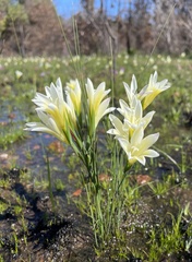 Gladiolus trichonemifolius