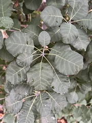 Cotinus coggygria