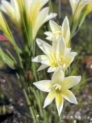 Gladiolus trichonemifolius