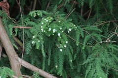 Taxodiomyia cupressiananassa