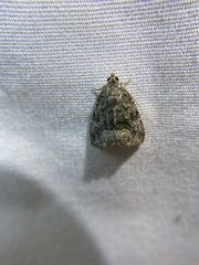 Protodeltote muscosula