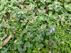 Vitex rotundifolia
