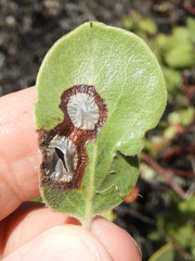 Exobasidium arctostaphyli