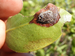 Exobasidium arctostaphyli