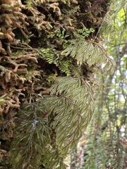Hymenophyllum