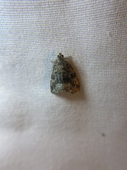 Protodeltote muscosula