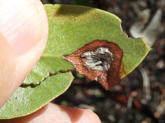 Exobasidium arctostaphyli