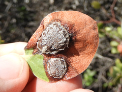 Exobasidium arctostaphyli