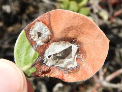 Exobasidium arctostaphyli