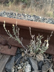 Helichrysum luteoalbum