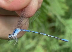 Argia carlcooki