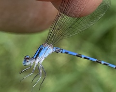 Argia carlcooki