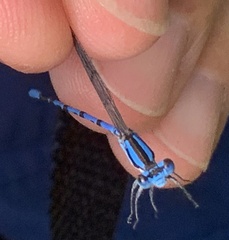 Argia carlcooki