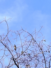 Psilopogon haemacephalus