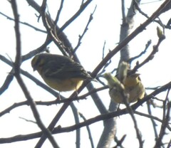 Crithagra mozambica