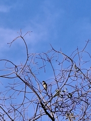 Psilopogon haemacephalus