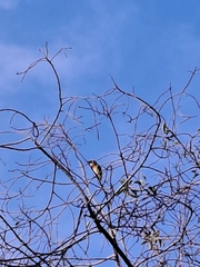 Psilopogon haemacephalus