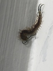 Hemiscolopendra marginata