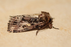 Spodoptera umbraculata