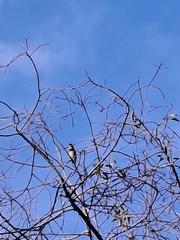 Psilopogon haemacephalus