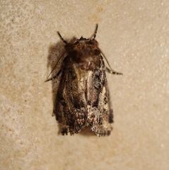 Spodoptera umbraculata