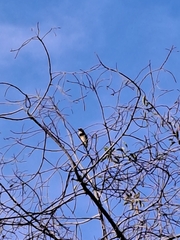 Psilopogon haemacephalus