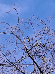 Psilopogon haemacephalus