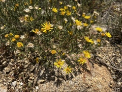 Xanthisma spinulosum