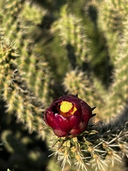 Cylindropuntia thurberi