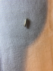 Polyhymno luteostrigella