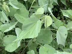 Abutilon trisulcatum