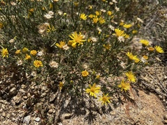 Xanthisma spinulosum