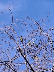 Psilopogon haemacephalus