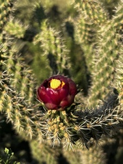 Cylindropuntia thurberi