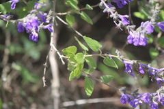 Salvia melissodora