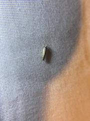 Polyhymno luteostrigella